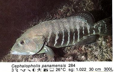 Cephalopholis panamensis